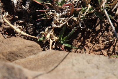 Tragus koelerioides, photographed by Tony Rebelo