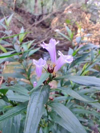 Strobilanthes anisophylla, photographed by Nathan Ruser
