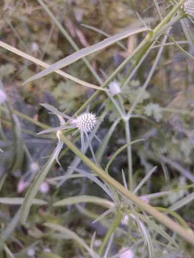 Eryngium echinatum, photographed by demianlescano