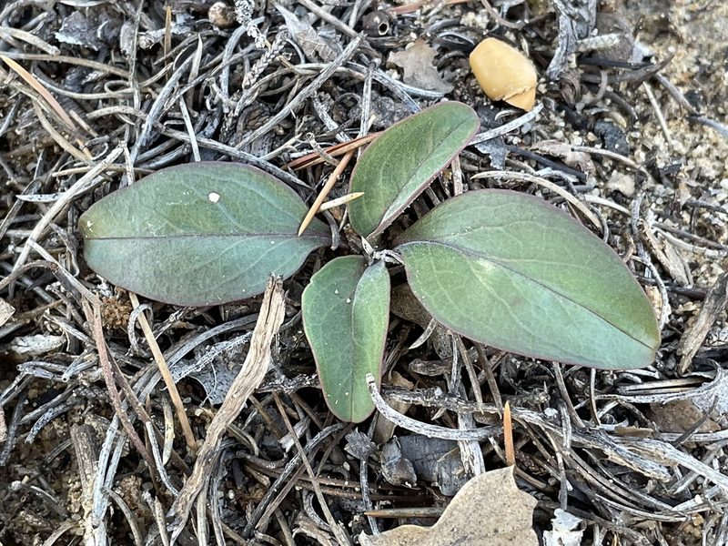 Mirabilis comata, photographed by Bobby McCabe