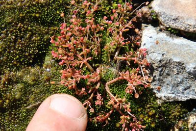Crassula vaillantii, photographed by Tony Rebelo