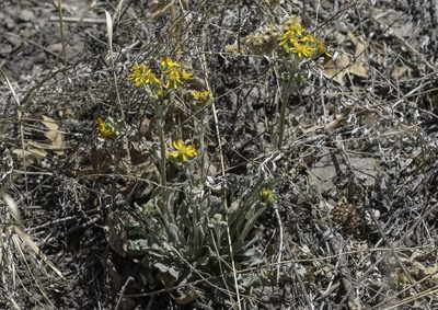 Packera neomexicana, photographed by Craig Martin