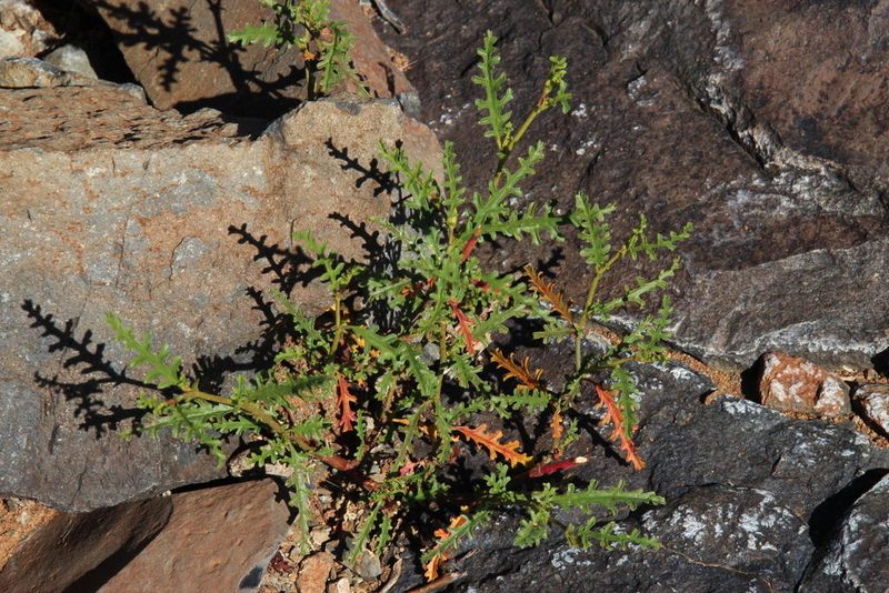 Hermannia pulchella, photographed by Tony Rebelo