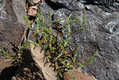 Hermannia pulchella, photographed by Tony Rebelo