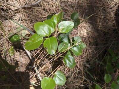 Jasminum didymum, photographed by Nick Swanson