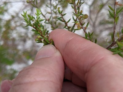 Styphelia ericoides, photographed by Nick Swanson
