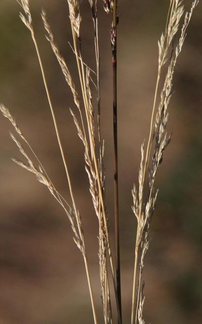 Lachnagrostis lachnantha, photographed by Tony Rebelo