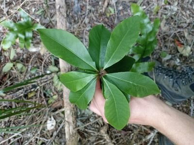 Pittosporum umbellatum, photographed by Oscar Dove