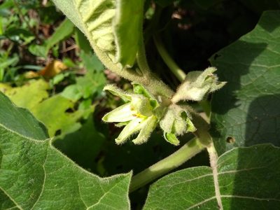 Solanum sessiliflorum, photographed by Cajá-manga