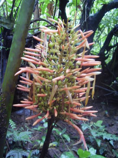 Renealmia sancti-thomae, photographed by Ricardo Lima