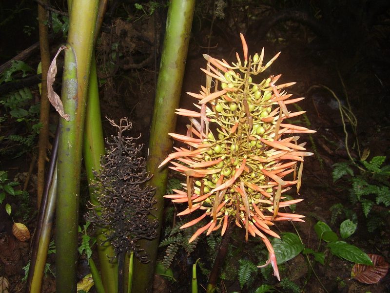 Renealmia sancti-thomae, photographed by Ricardo Lima