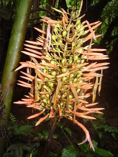 Renealmia sancti-thomae, photographed by Ricardo Lima