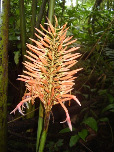 Renealmia sancti-thomae, photographed by Ricardo Lima