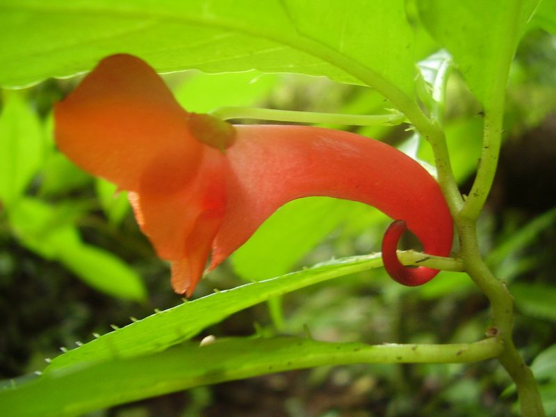 Impatiens buccinalis, photographed by Ricardo Lima