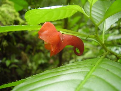 Impatiens buccinalis, photographed by Ricardo Lima