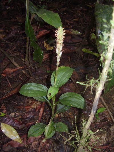 Platylepis glandulosa, photographed by Ricardo Lima