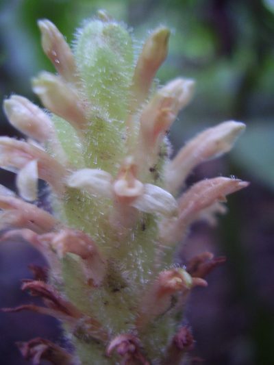 Platylepis glandulosa, photographed by Ricardo Lima