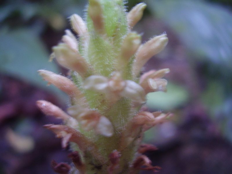 Platylepis glandulosa, photographed by Ricardo Lima
