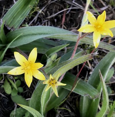 Hypoxis sobolifera, photographed by David Rosenthal