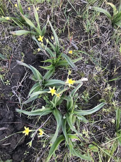 Hypoxis sobolifera, photographed by David Rosenthal