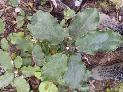 Olearia furfuracea, photographed by Oscar Dove