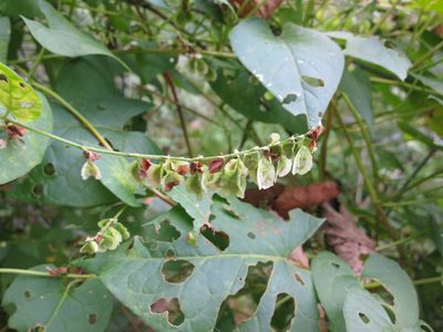 Fallopia scandens, photographed by Alby Penney