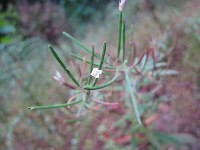 Epilobium coloratum, photographed by Alby Penney