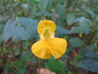 Impatiens pallida, photographed by Alby Penney