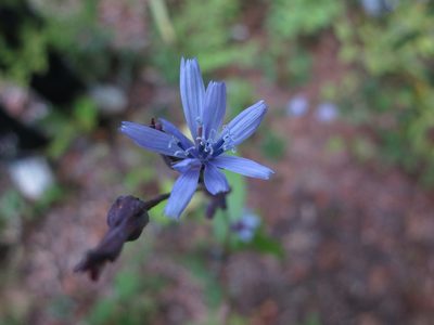 Lactuca floridana, photographed by Alby Penney