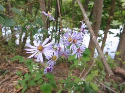 Symphyotrichum shortii, photographed by Alby Penney