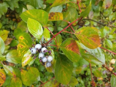 Cornus alba, photographed by Алёна Карцева