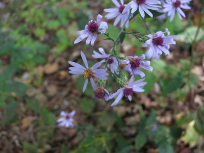 Symphyotrichum shortii, photographed by Alby Penney