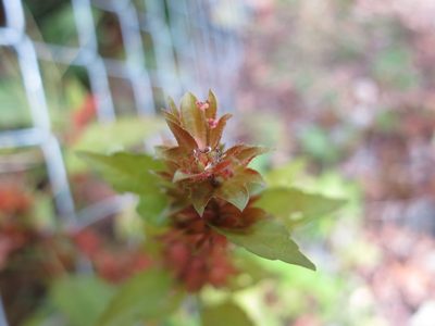 Acalypha rhomboidea, photographed by Alby Penney