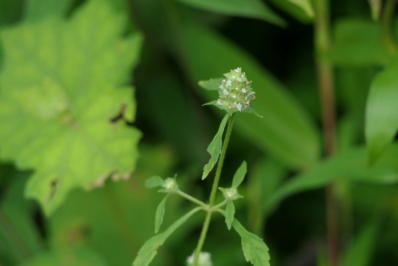 Platostoma hispidum, photographed by Dinesh Valke