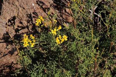 Senecio erysimoides, photographed by Tony Rebelo