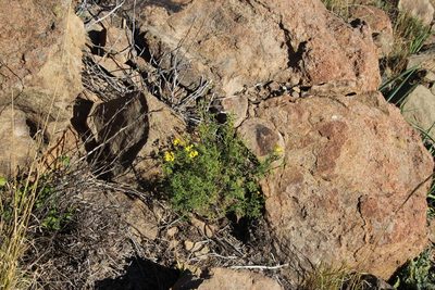 Senecio erysimoides, photographed by Tony Rebelo