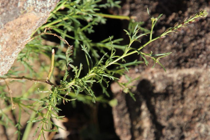 Lepidium divaricatum, photographed by Tony Rebelo