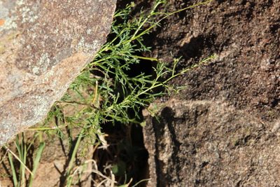 Lepidium divaricatum, photographed by Tony Rebelo