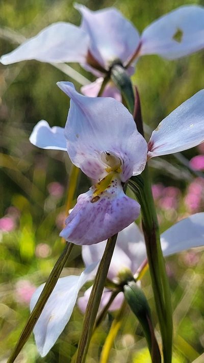 Diuris punctata, photographed by Eamonn Culhane