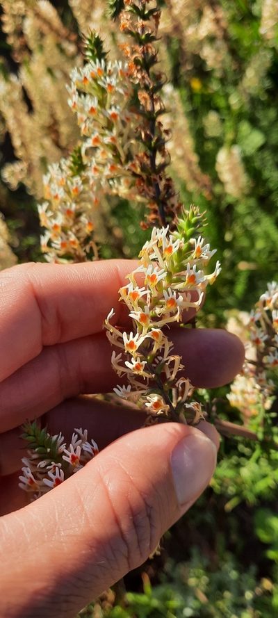 Hebenstretia robusta, photographed by Karen Eichholz