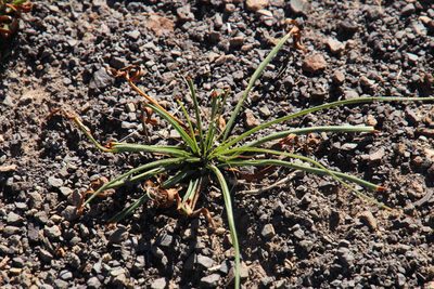 Cyperus usitatus, photographed by Tony Rebelo
