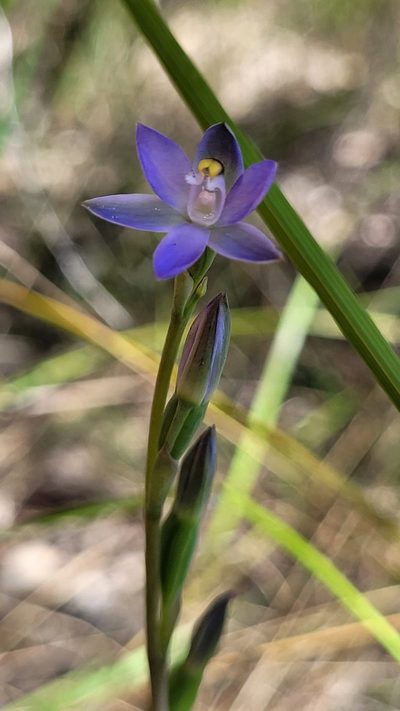 Thelymitra peniculata, photographed by Eamonn Culhane
