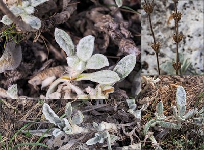 Sideritis italica, photographed by Golfopolikayak