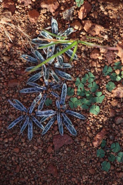 Gethyllis longistyla, photographed by Tony Rebelo