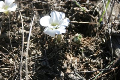 Oxalis tomentosa, photographed by Jacques van der Merwe