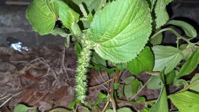 Acalypha persimilis, photographed by Joseph Aubert