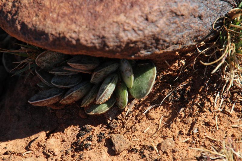 Adromischus trigynus, photographed by Tony Rebelo