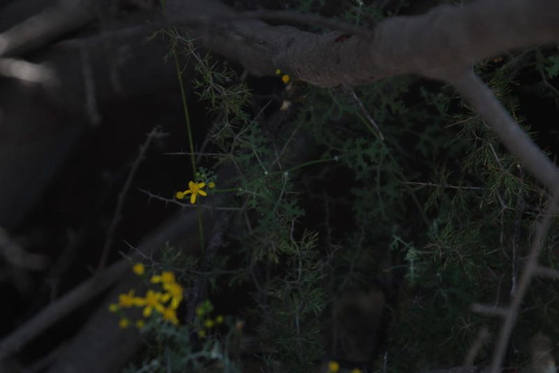 Senecio erysimoides, photographed by Tony Rebelo