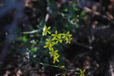 Senecio erysimoides, photographed by Tony Rebelo