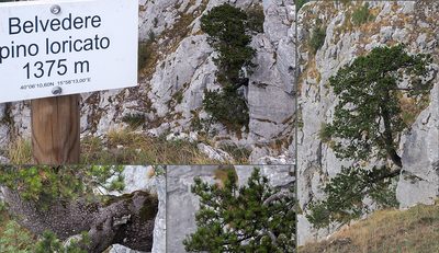 Pinus heldreichii, photographed by Golfopolikayak